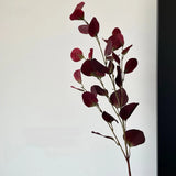 Vintage eucalyptus original natural photograph 1
