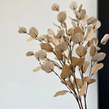 Vintage eucalyptus original natural photograph 3
