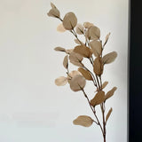 Vintage eucalyptus original natural photograph 5