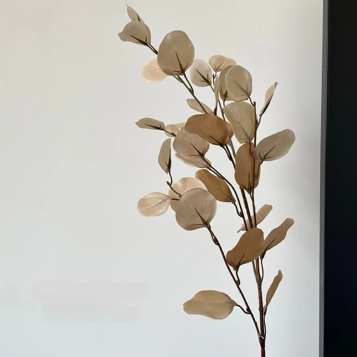 Vintage eucalyptus original natural photograph 5