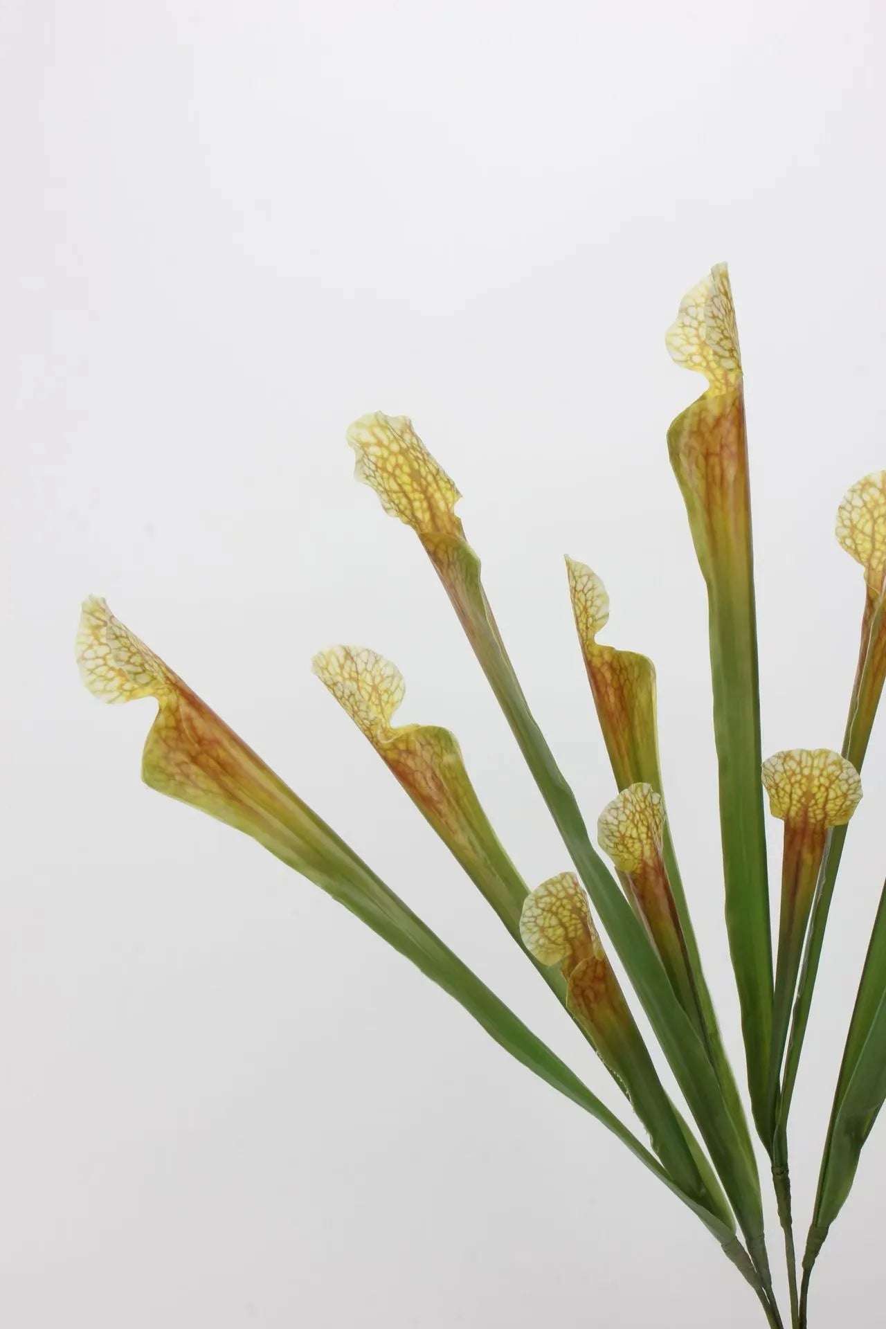 Faux Sarracenia Stem (Artificial Carnivorous Pitcher)
