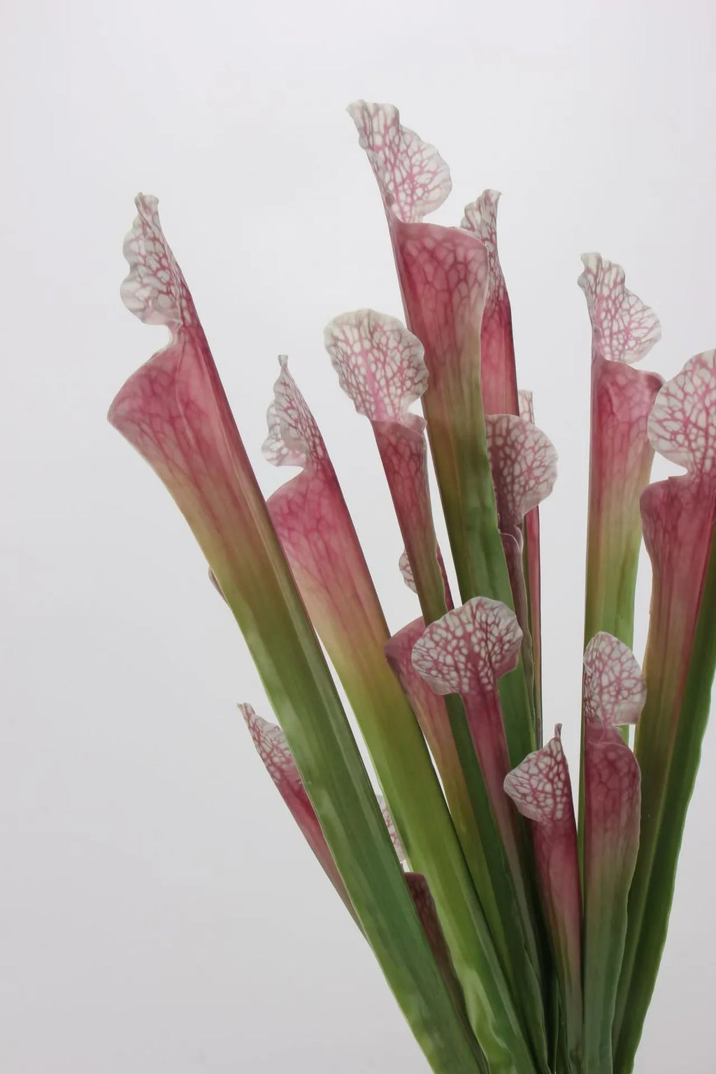 Faux Sarracenia Stem (Artificial Carnivorous Pitcher)