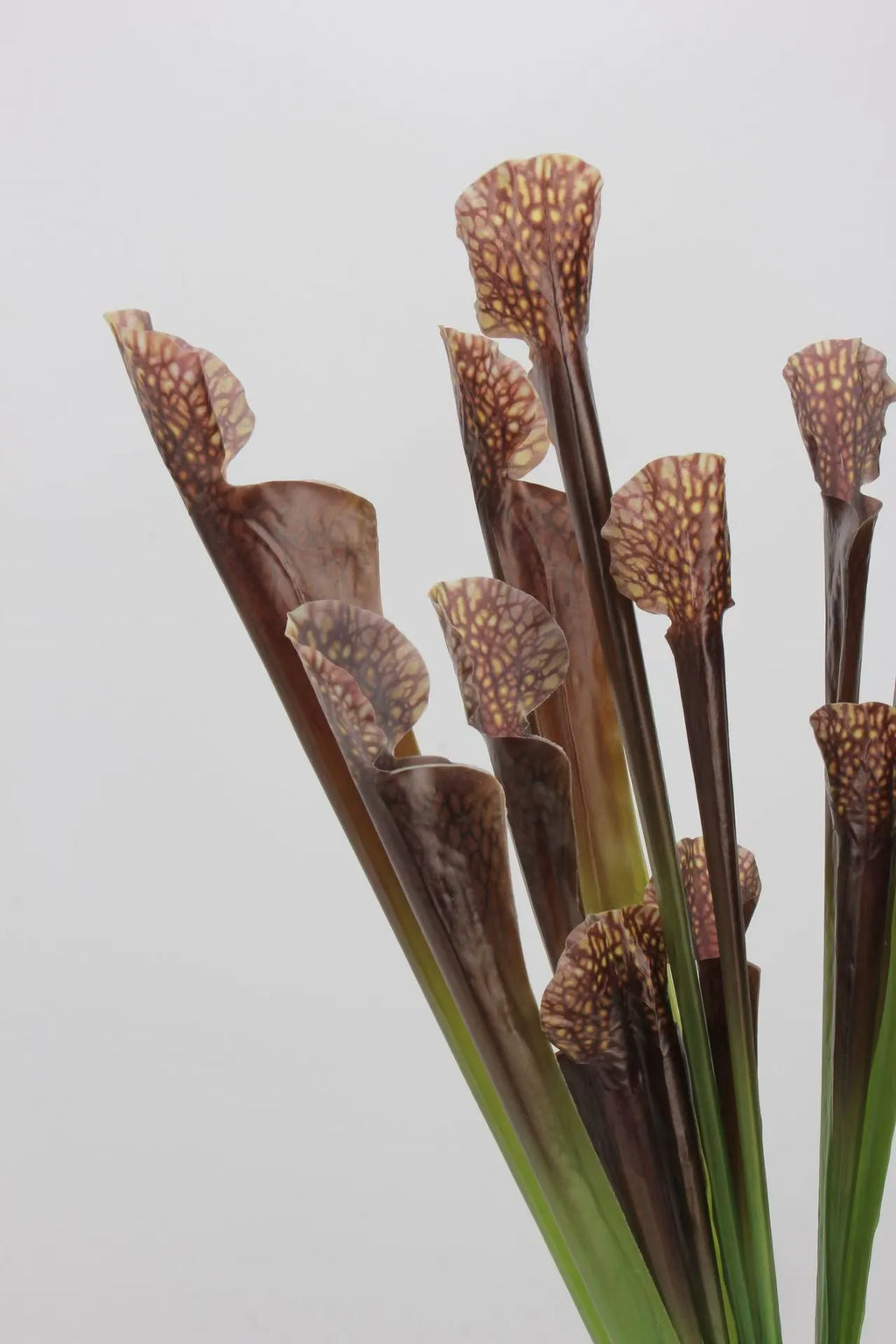 Faux Sarracenia Stem (Artificial Carnivorous Pitcher)