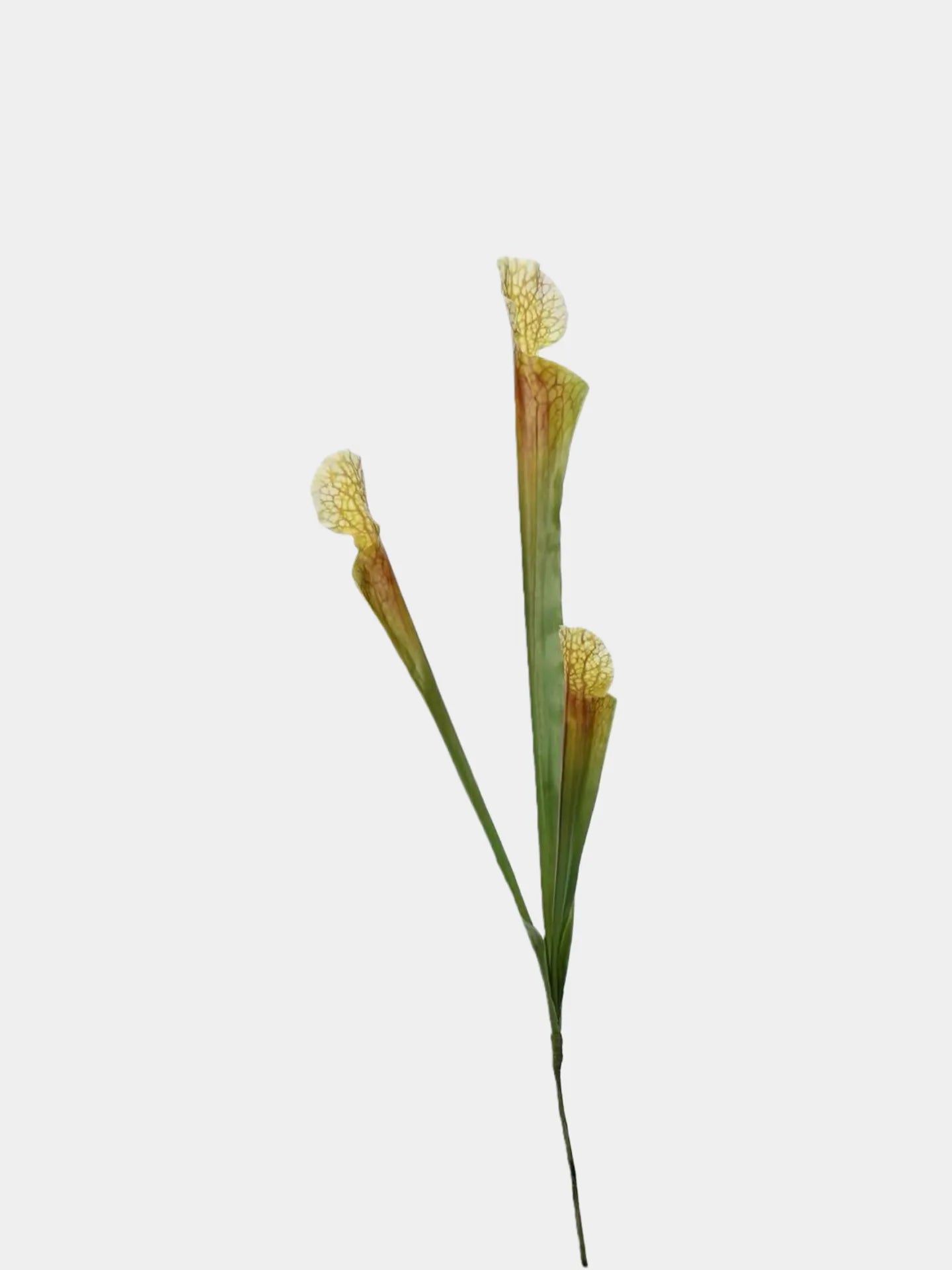 Faux Sarracenia Stem (Artificial Carnivorous Pitcher)
