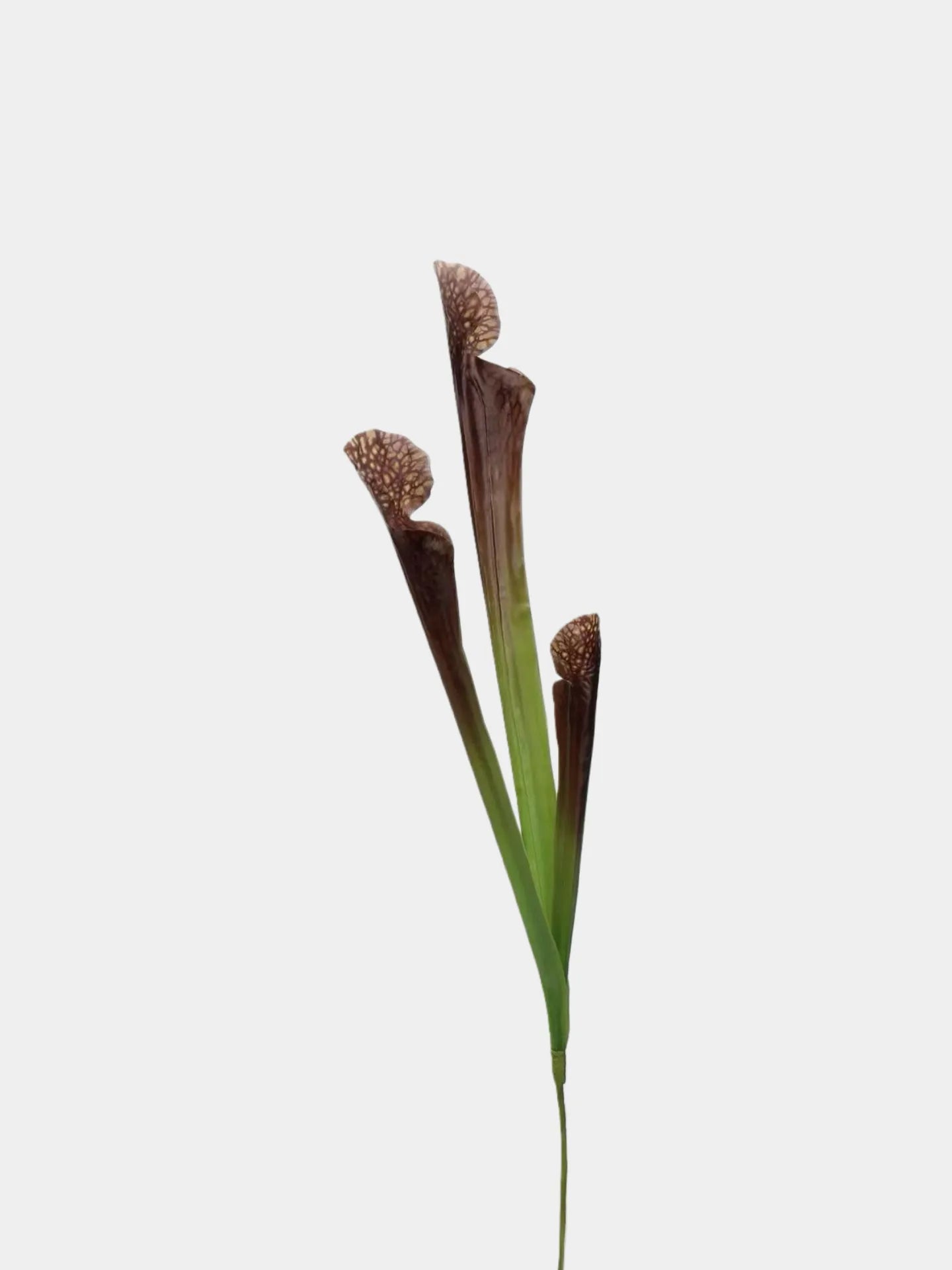 Faux Sarracenia Stem (Artificial Carnivorous Pitcher)