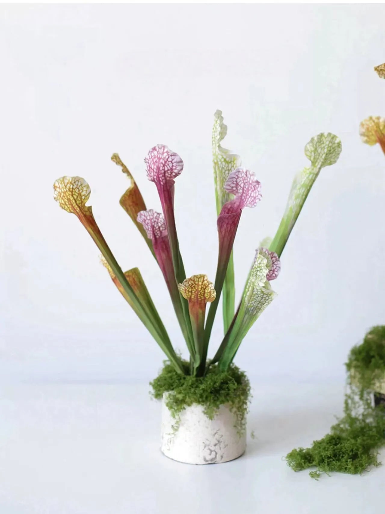 Faux Sarracenia Stem (Artificial Carnivorous Pitcher)