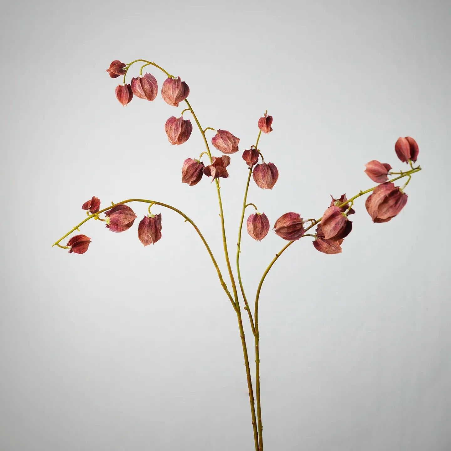 Faux Lantern Fruit Stem -Burgundy 35"