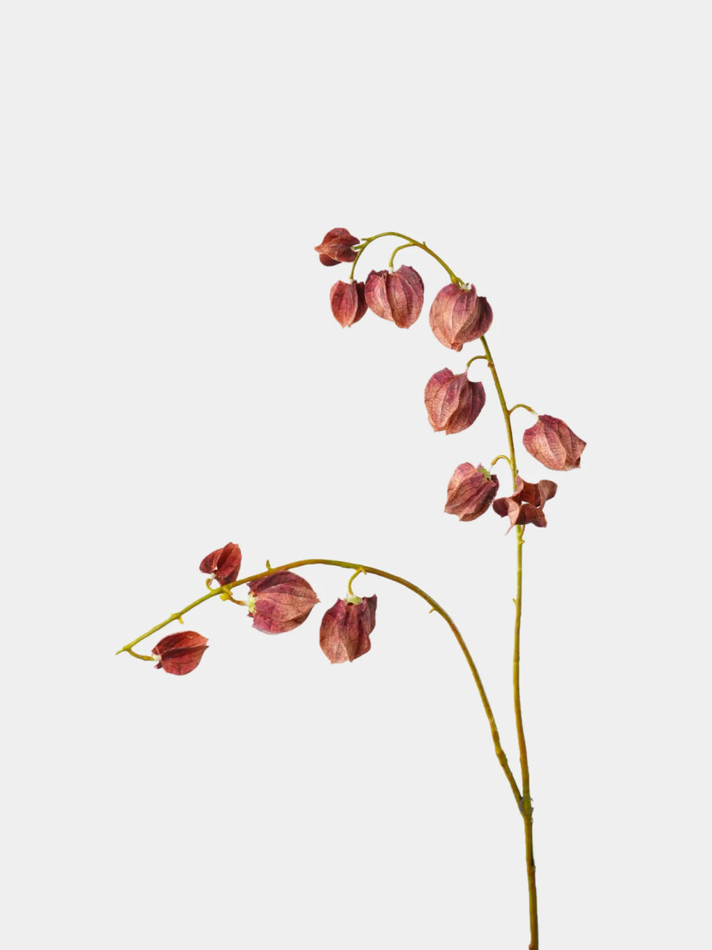 Faux Lantern Fruit Stem -Burgundy 35"