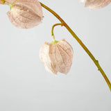 フェイクランタンフルーツステム - ヌードピンク 35"