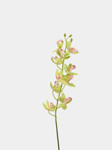 Real Touch Artificial Cymbidium Orchid Stem – 73cm