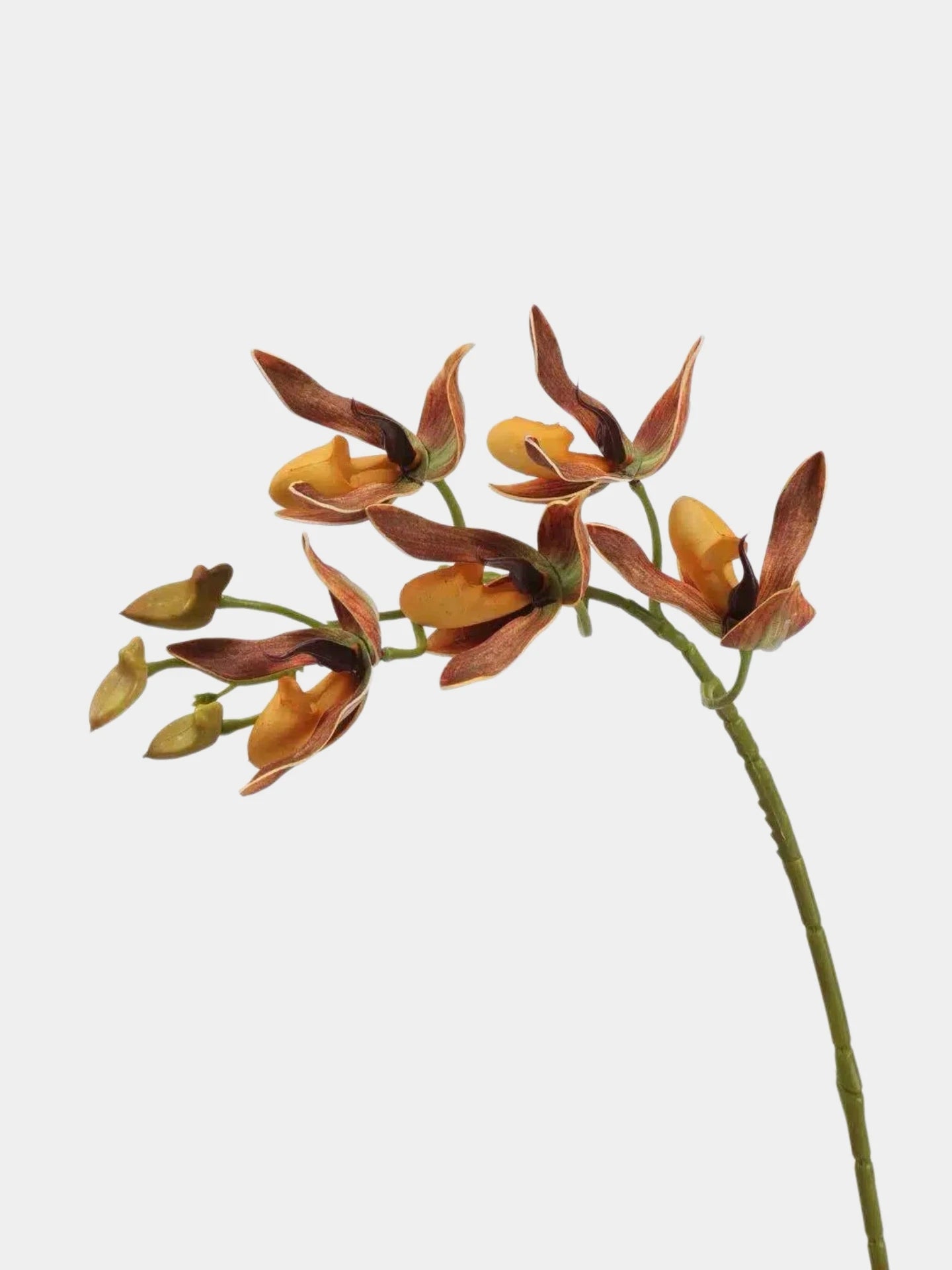 Faux Paphiopedilum Orchid Stem – 60 cm