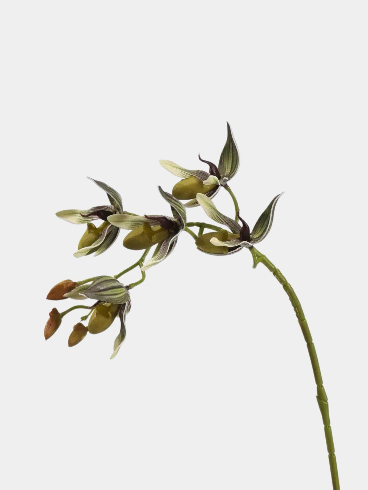 Faux Paphiopedilum Orchid Stem – 60 cm