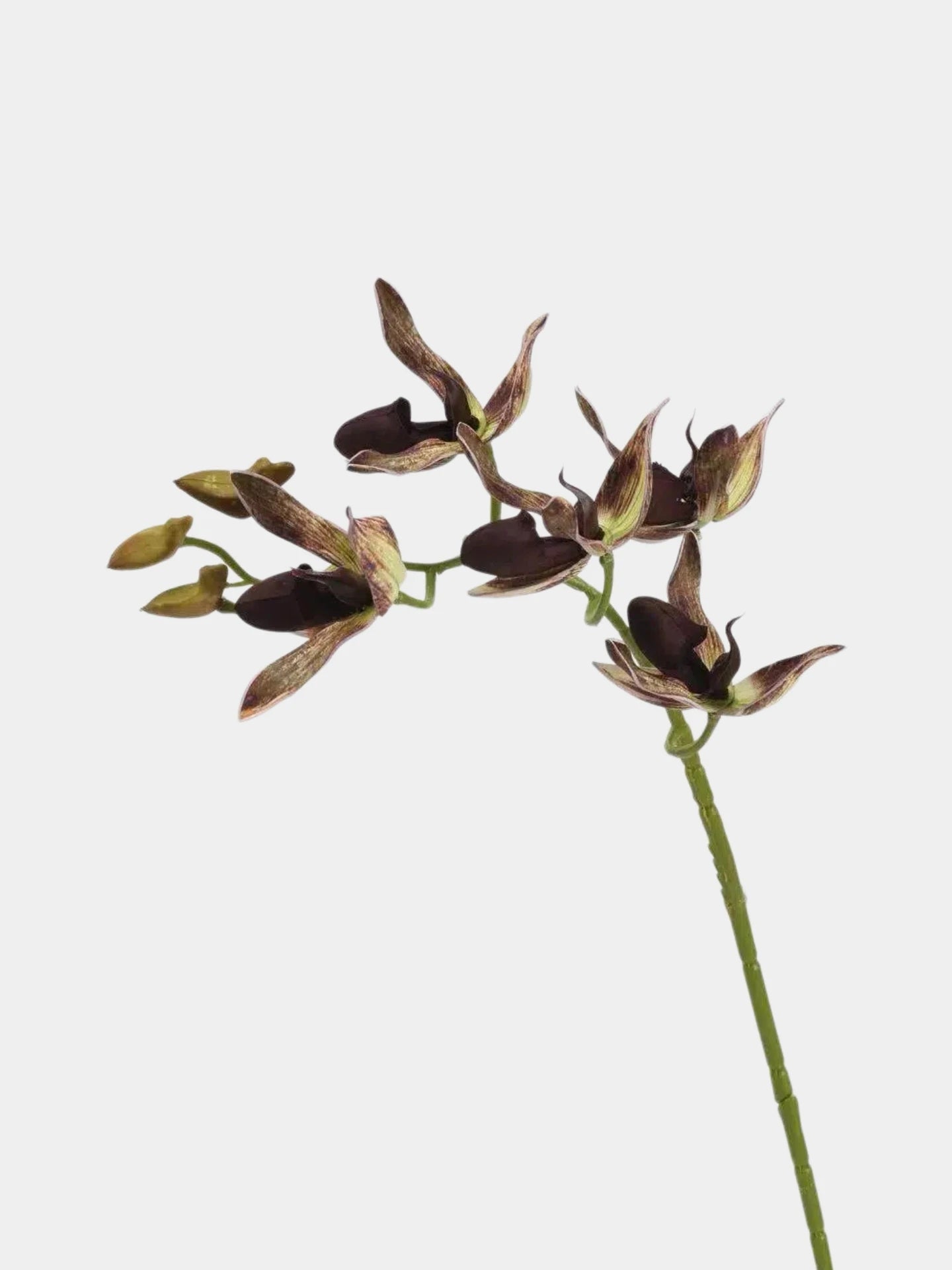 Faux Paphiopedilum Orchid Stem – 60 cm