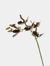 Faux Paphiopedilum Orchid Stem – 60 cm
