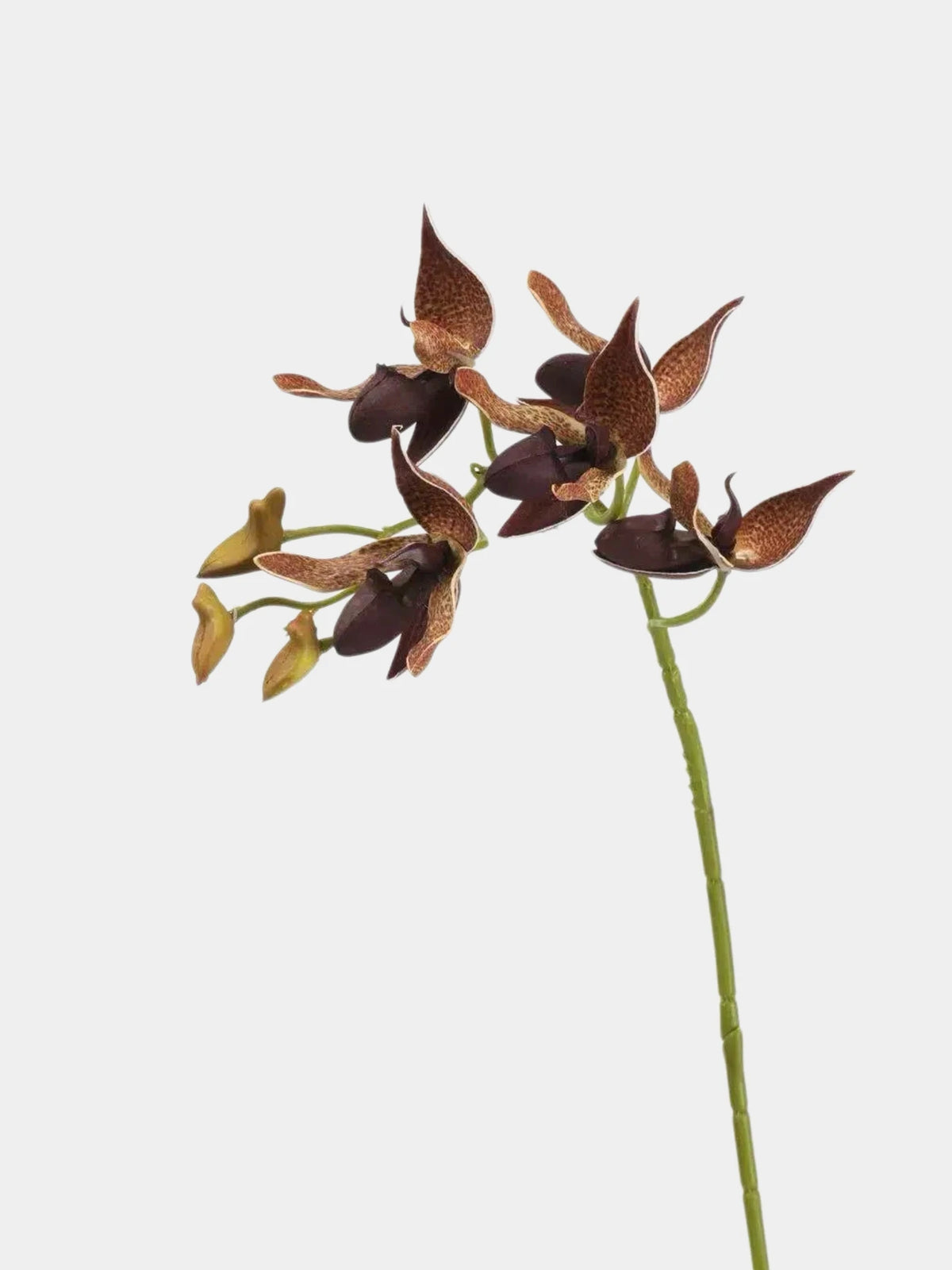 Faux Paphiopedilum Orchid Stem – 60 cm
