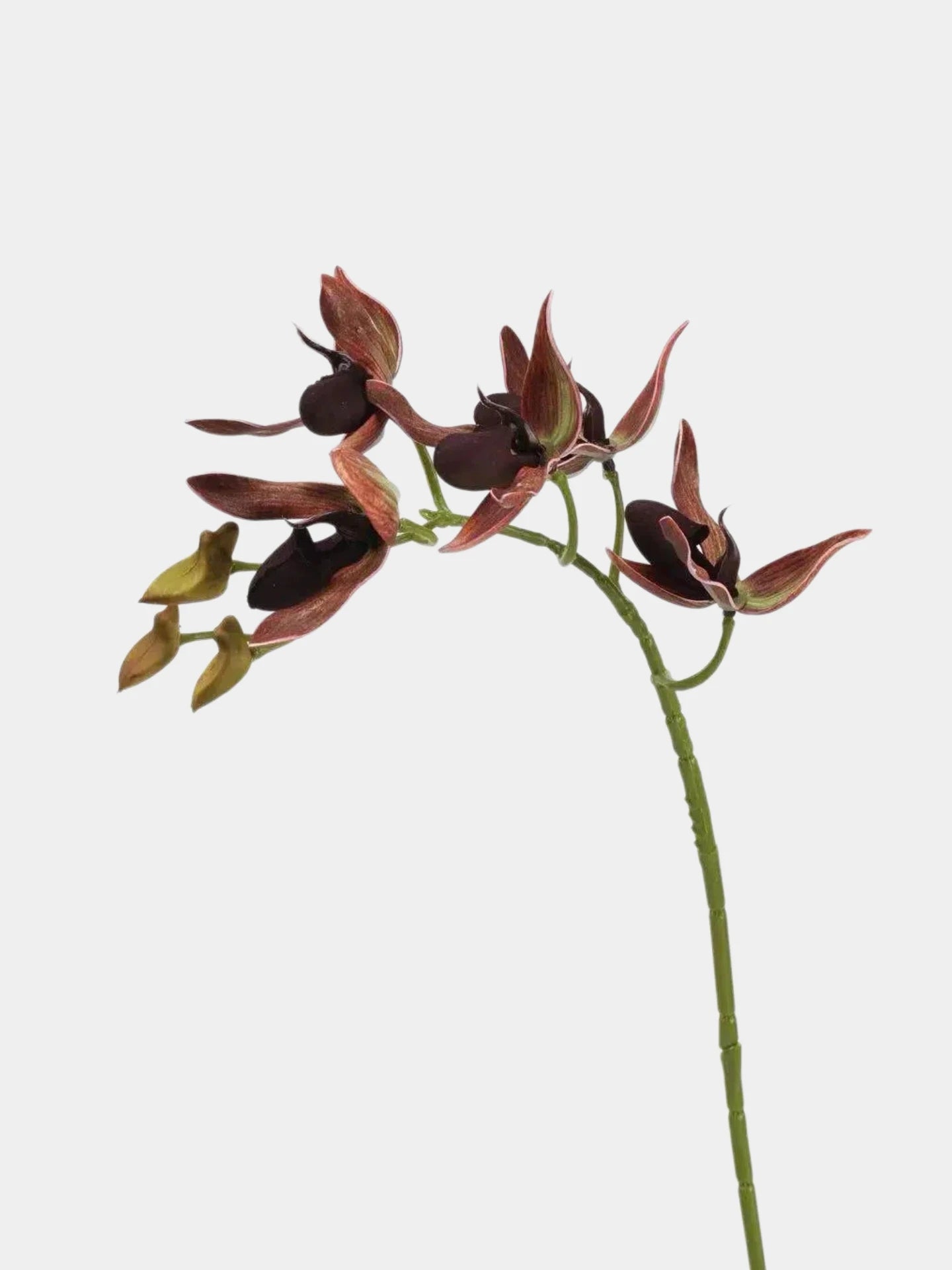 Faux Paphiopedilum Orchid Stem – 60 cm