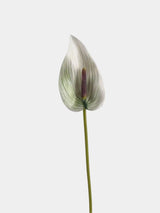 Real Touch Anthurium Flower Stem – 66 cm