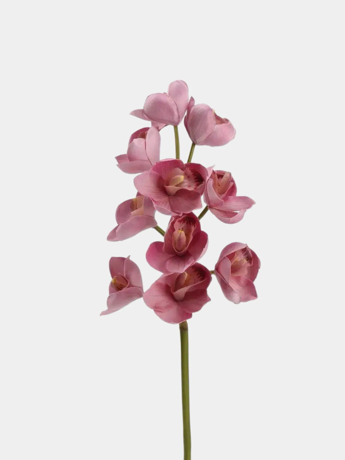 Faux Cymbidium Orchid Stem – 60 cm