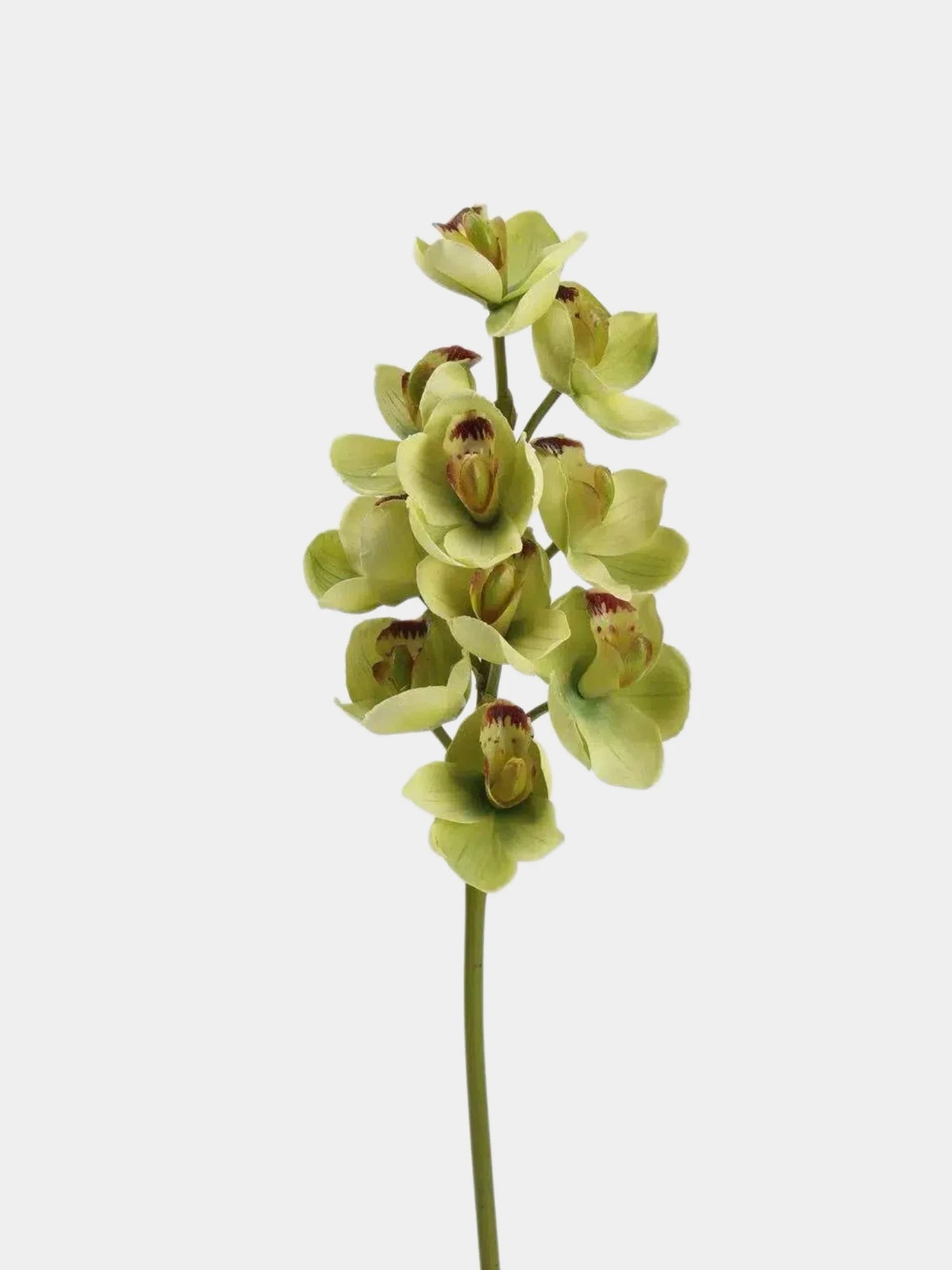 Faux Cymbidium Orchid Stem – 60 cm