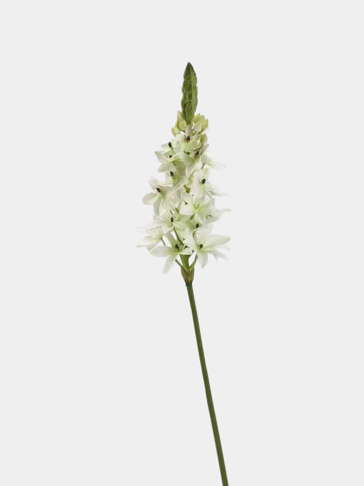 Faux Velvet Ornithogalum Flower Stem – 69 cm