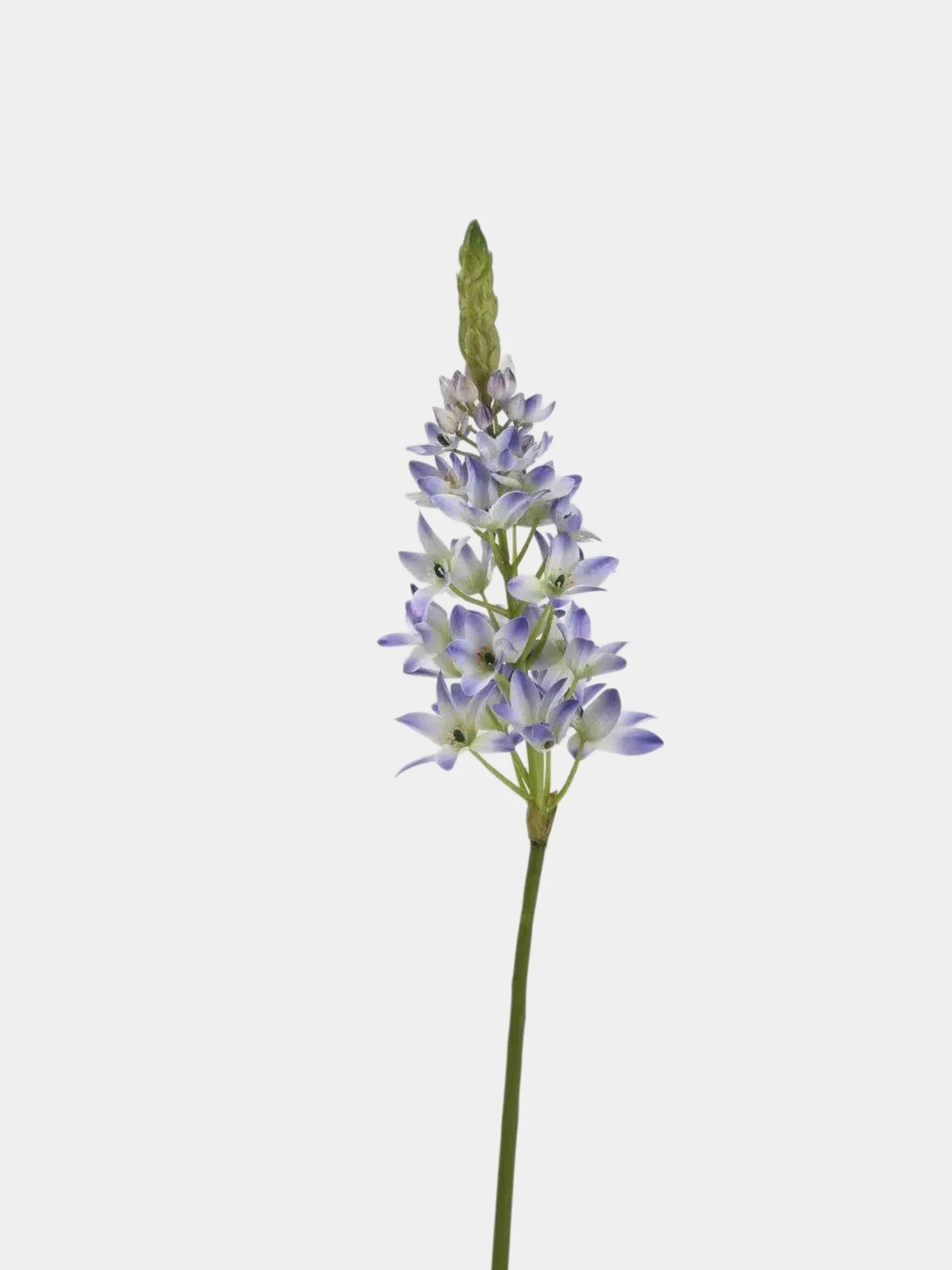 Faux Velvet Ornithogalum Flower Stem – 69 cm