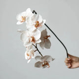 Premium Real Touch Phalaenopsis Orchid in Nude– 36"