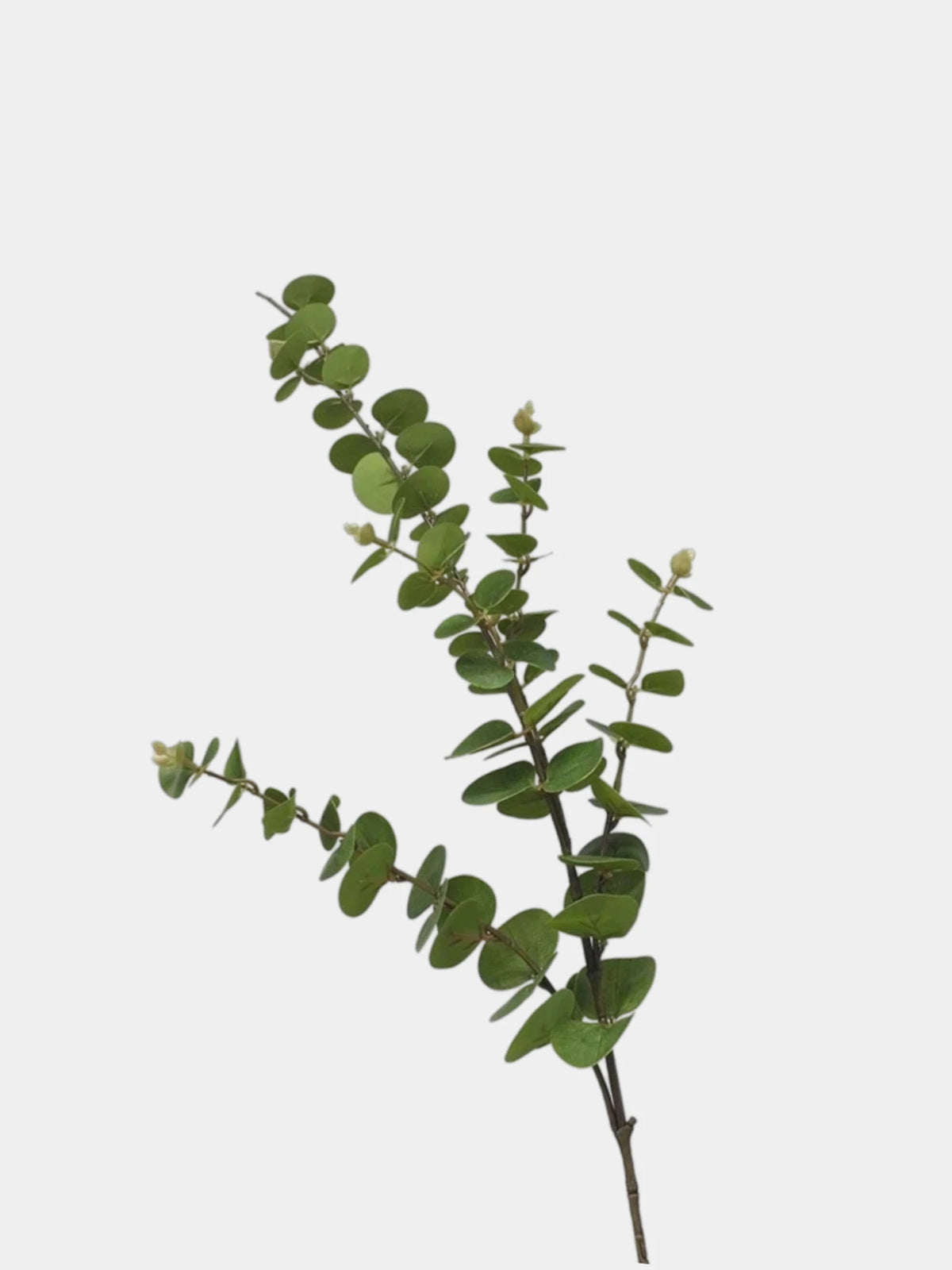 Artificial Eucalyptus – Realistic Faux Eucalyptus Leaves –  95cm