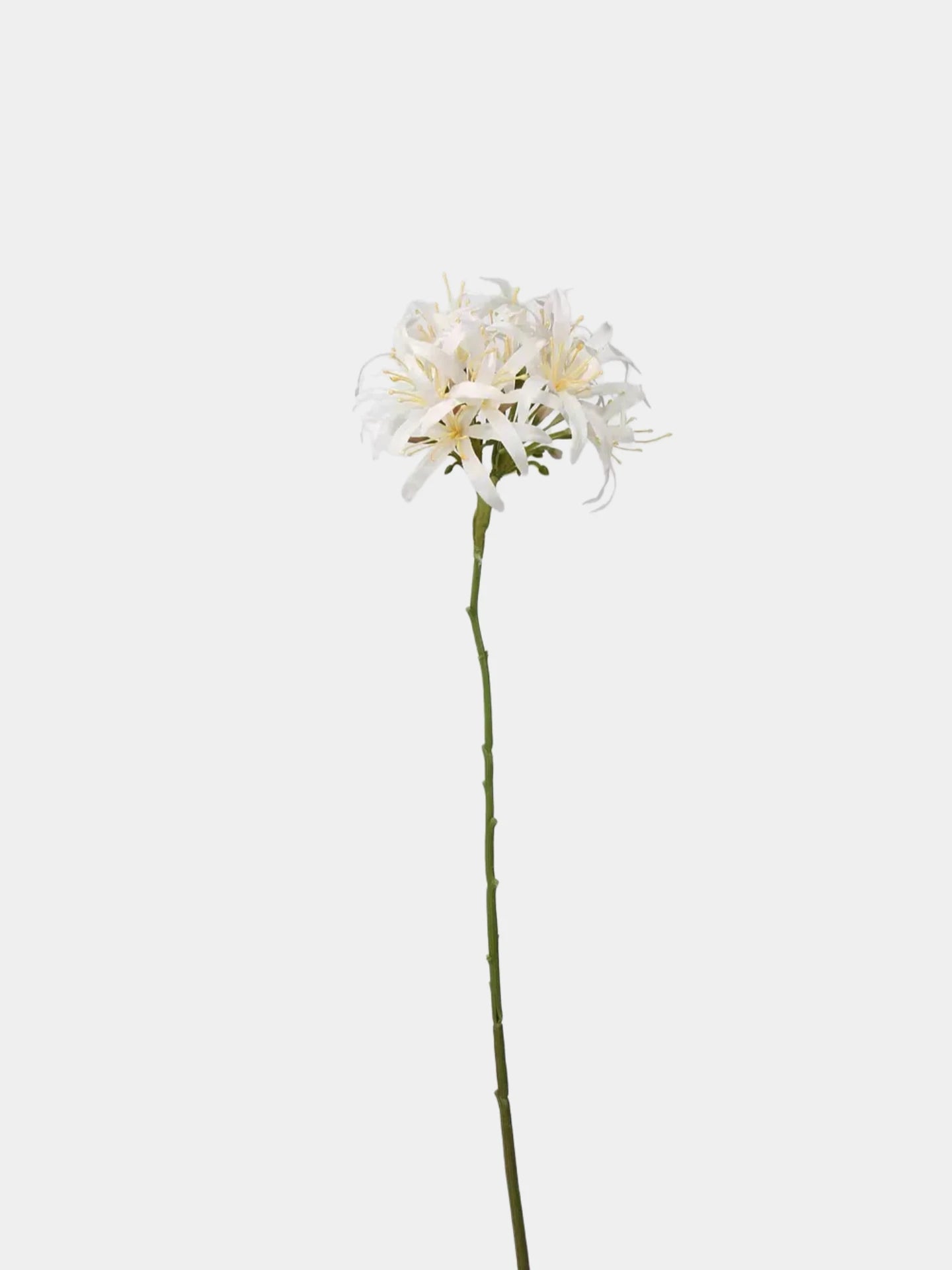 Faux Agapanthus Stem – 31"