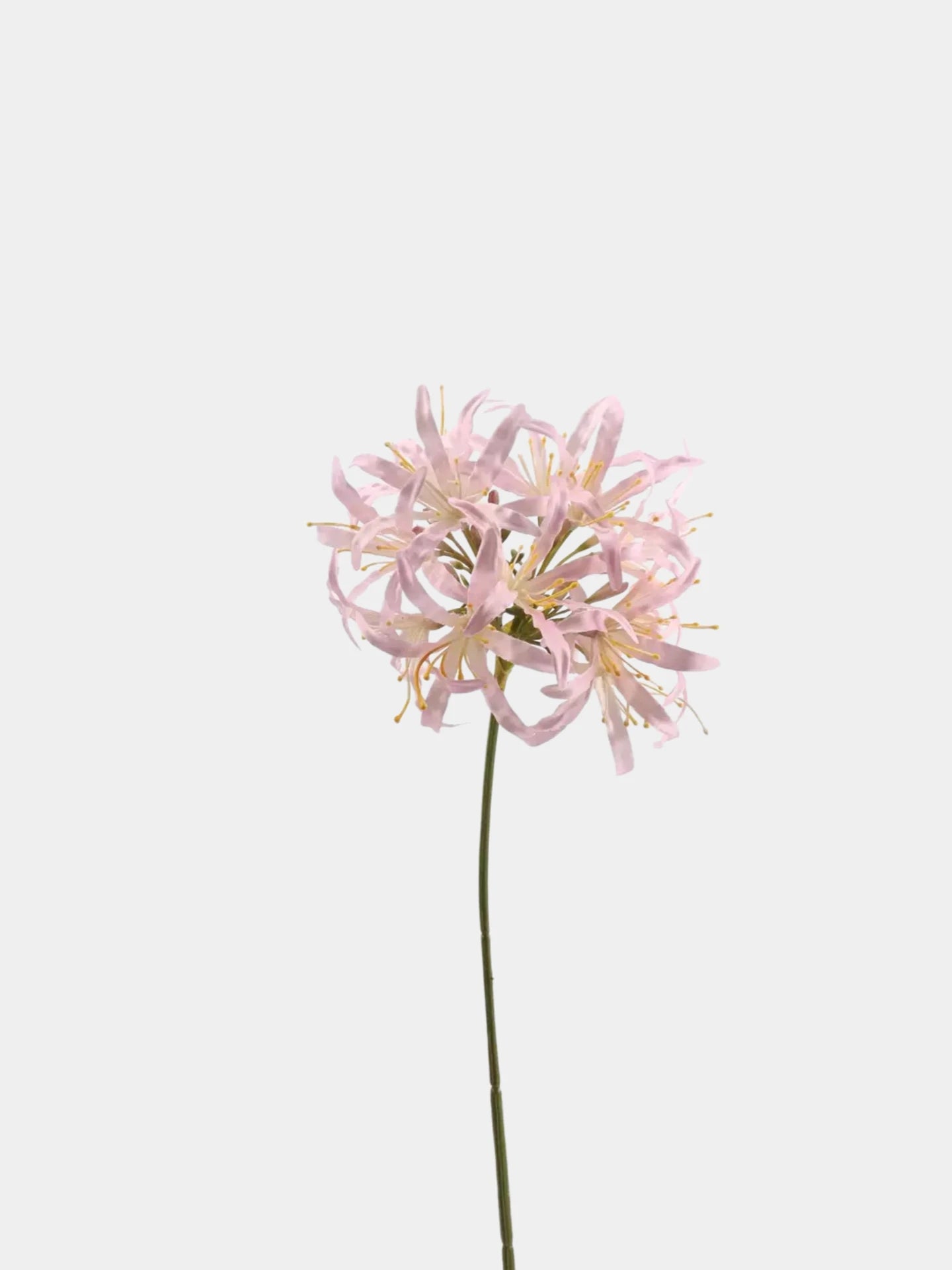 Faux Agapanthus Stem – 31"