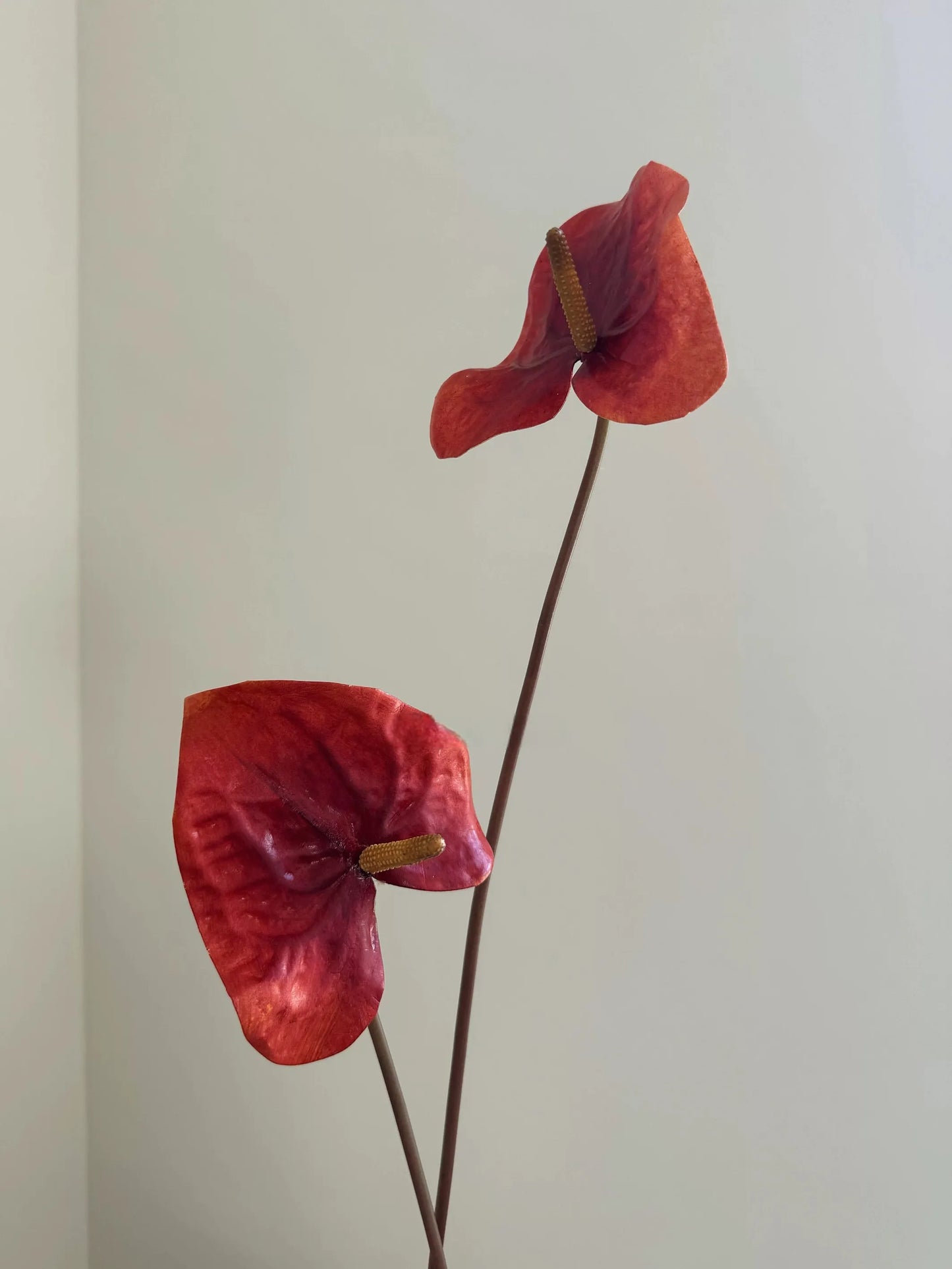 人工アンスリウムステム