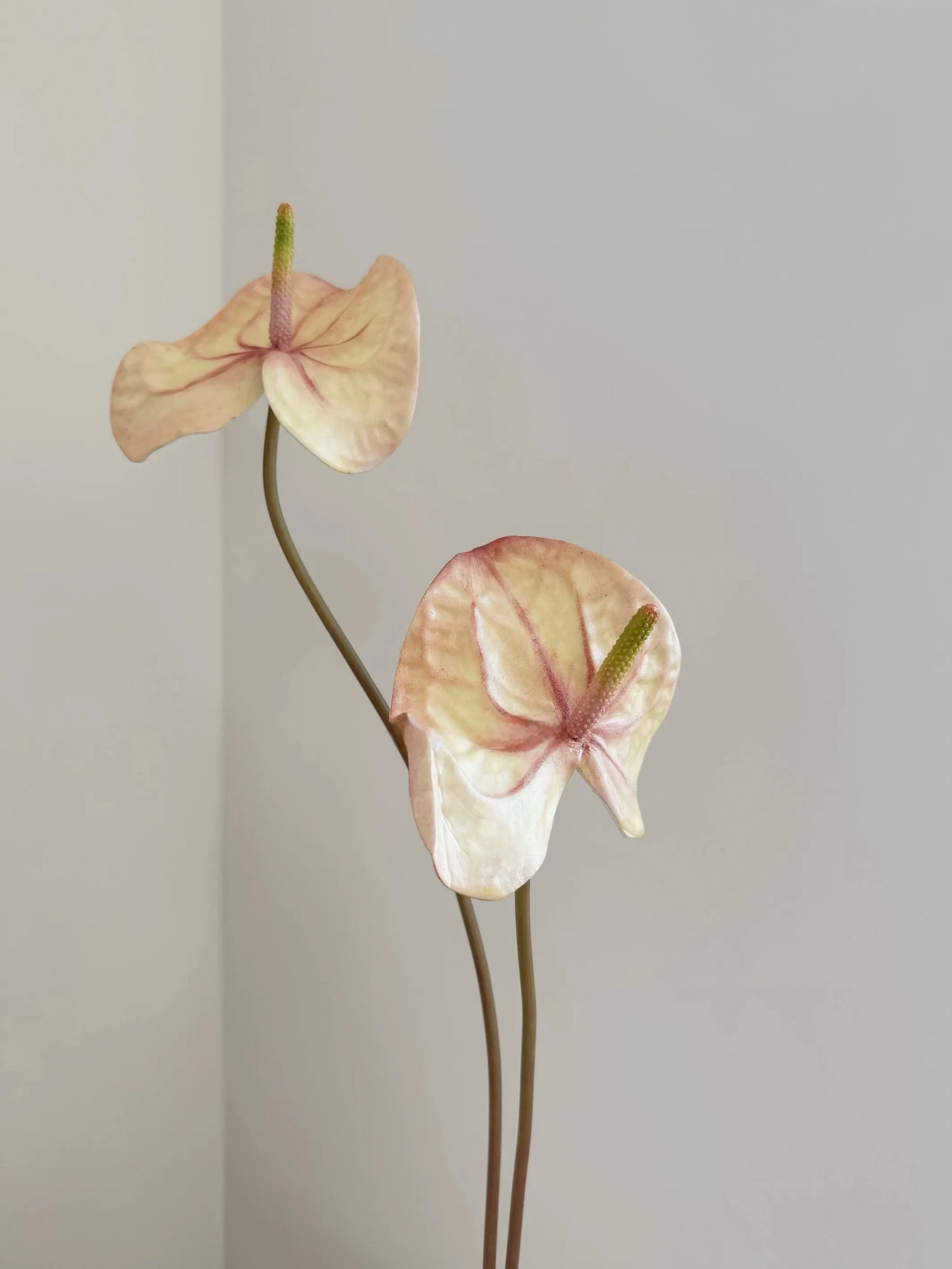 人工アンスリウムステム