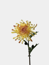 Real Touch Spider Chrysanthemum Flower Stem – 31"/80cm
